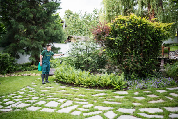 Best Ant Control Services  in Pinehurst, TX