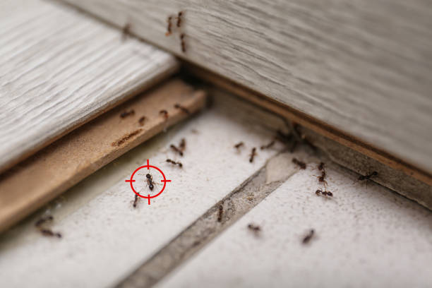 Best Residential Pest Control  in Pinehurst, TX