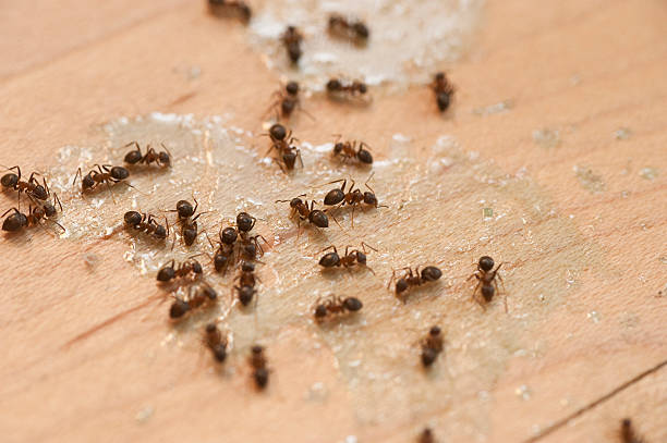 Best Emergency Pest Control  in Pinehurst, TX