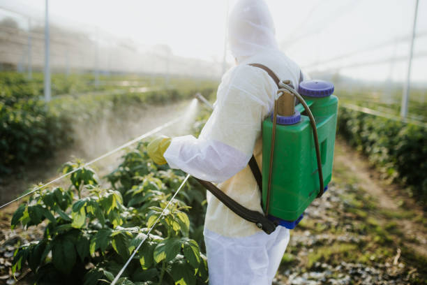 Best Ant Control Services  in Pinehurst, TX